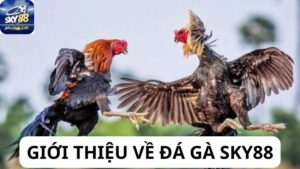 Đá Gà Sky88: Dẫn Lối Đến Thế Giới Giải Trí Đẳng Cấp 2024 5 Đá gà sky88