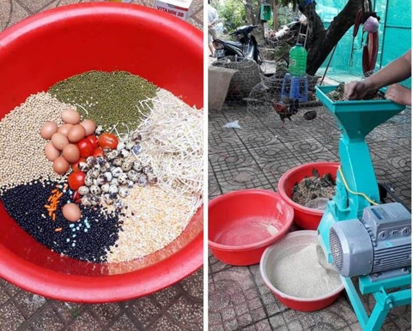 Dinh dưỡng tối ưu cho gà đá trước khi thi đấu Dinh dưỡng tối ưu cho gà đá trước khi thi đấu
