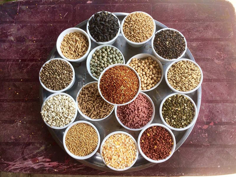 Dinh dưỡng tối ưu cho gà đá trước khi thi đấu Dinh dưỡng tối ưu cho gà đá trước khi thi đấu