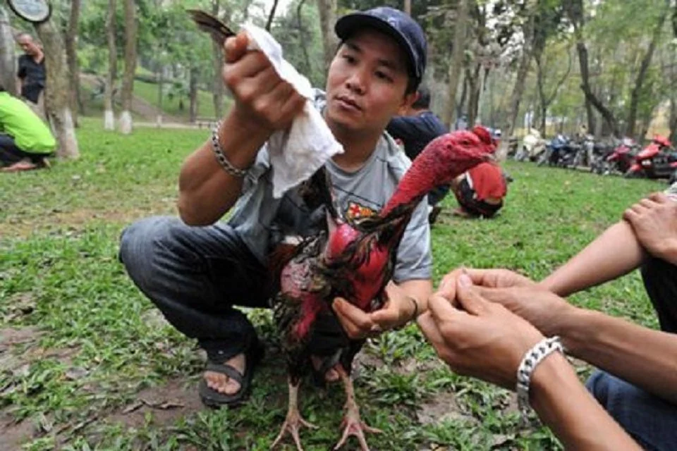 Kinh nghiệm nuôi gà đá hiệu quả nhất