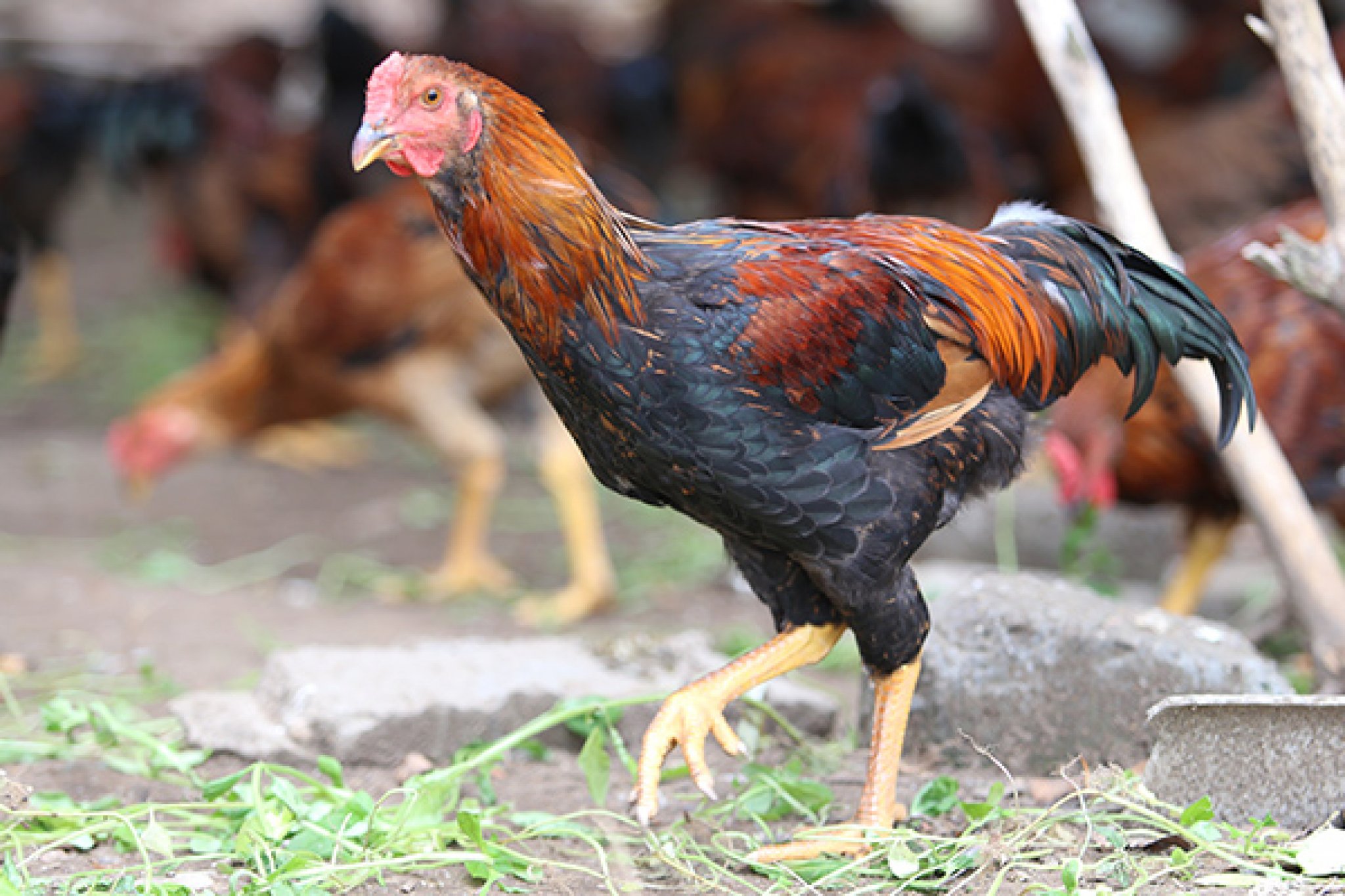 Kinh nghiệm nuôi gà đá hiệu quả nhất
