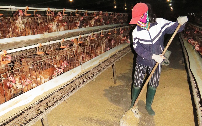 Tần suất vệ sinh chuồng gà theo ngày, tuần hoặc tháng còn tuỳ thuộc vào số lượng gà