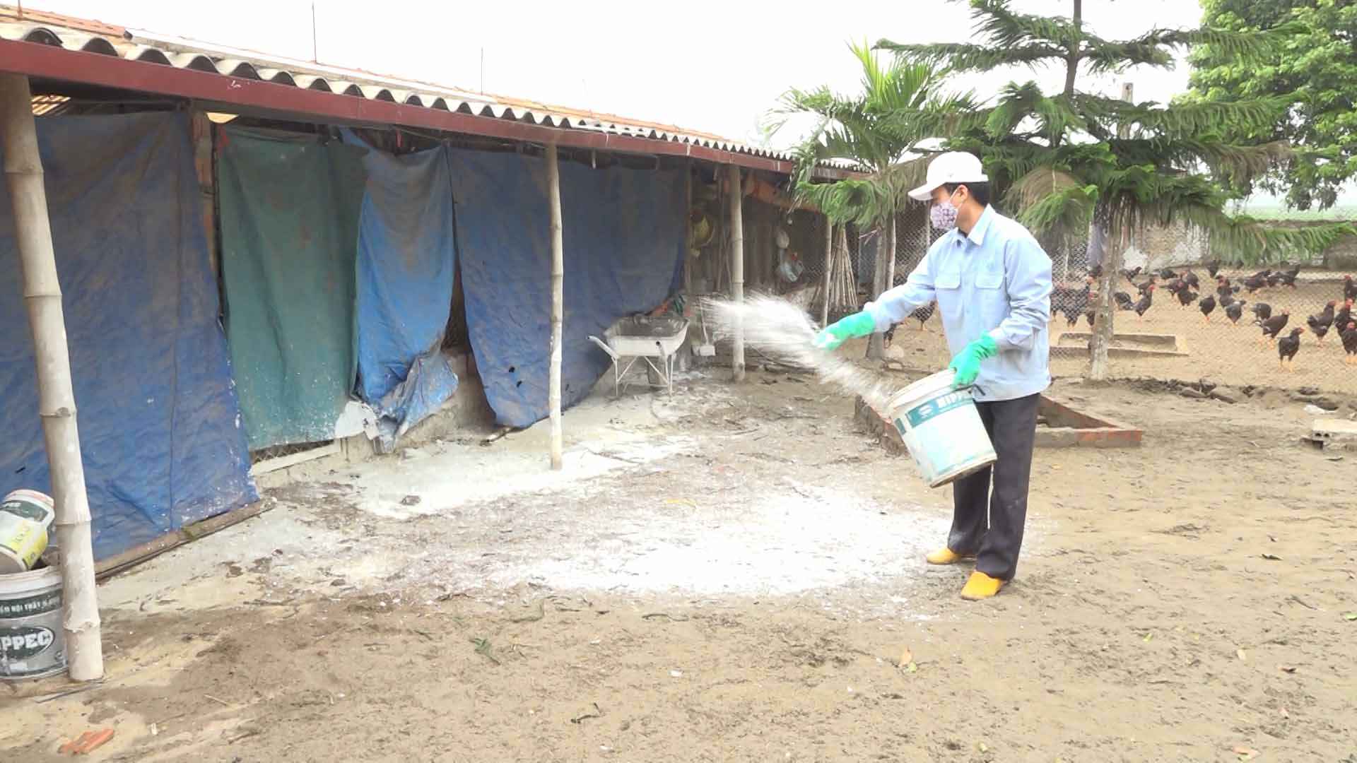Vệ sinh chuồng gà thường xuyên đảm bảo sức khoẻ và an toàn cho đàn gà
